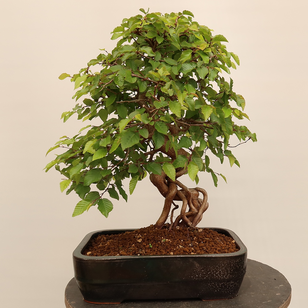 Outdoor bonsai - Carpinus Coreana - Korean hornbeam