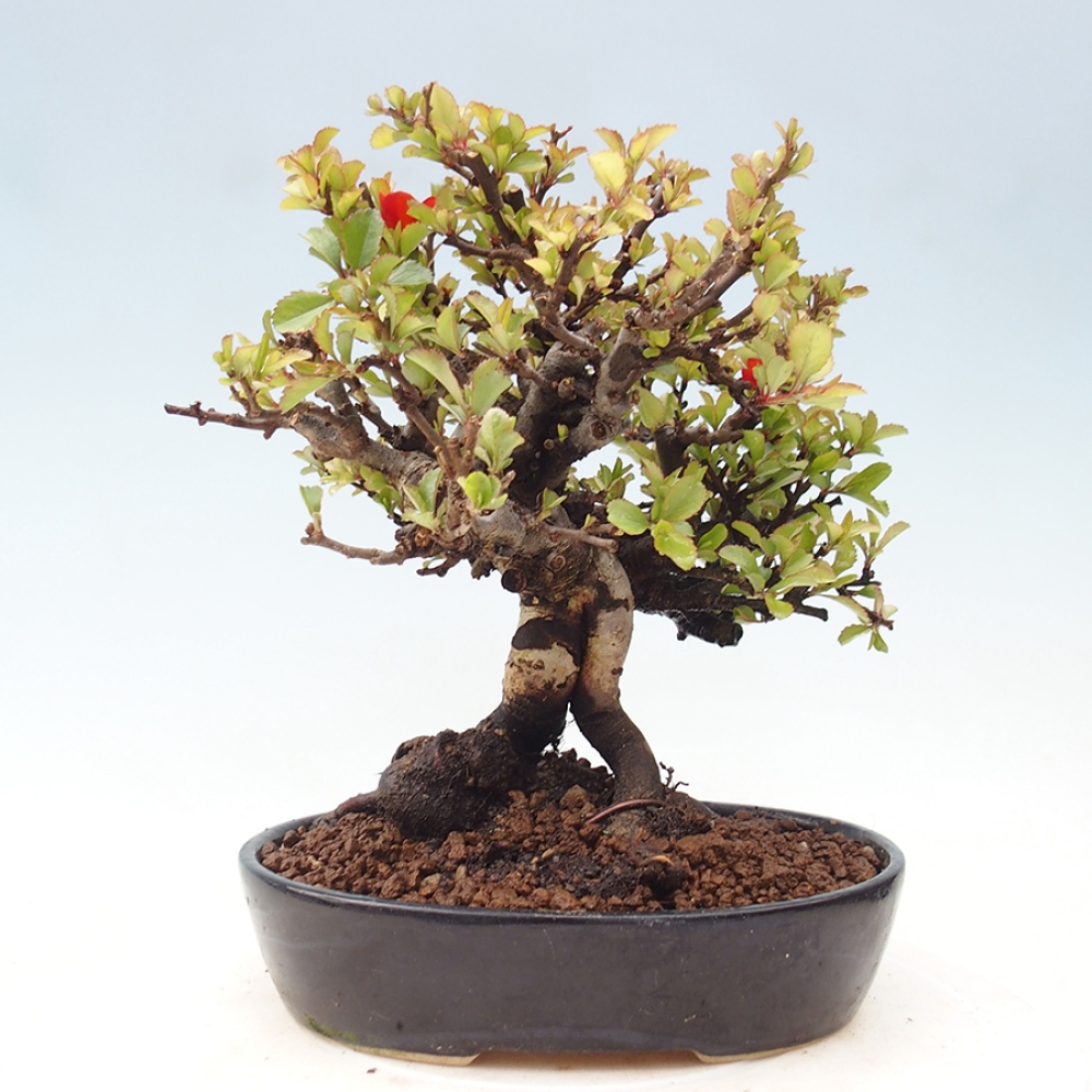 Outdoor bonsai - Chaneomeles speciosa - Quince
