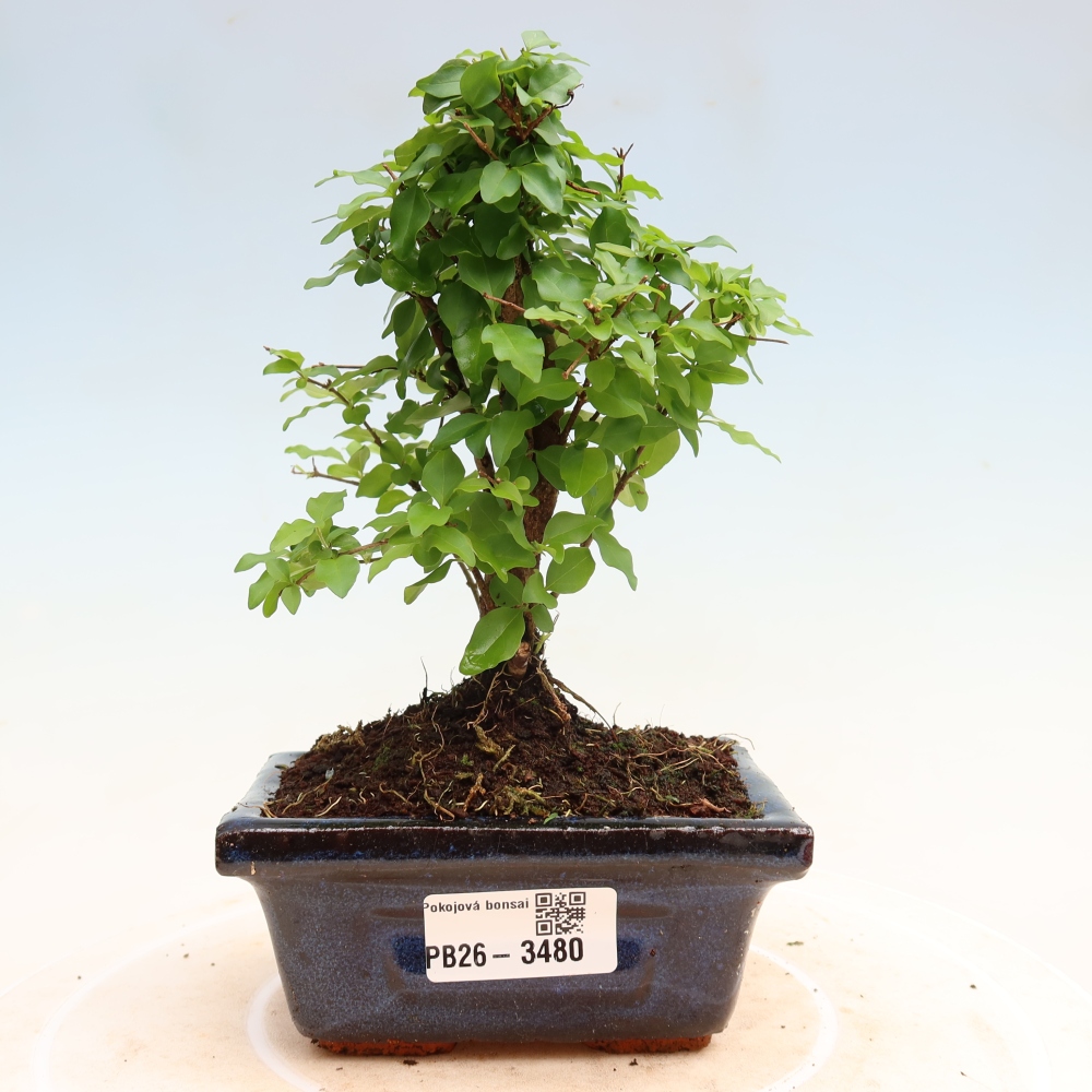 Room bonsai -Ligustrum chinensis - Birds Beak