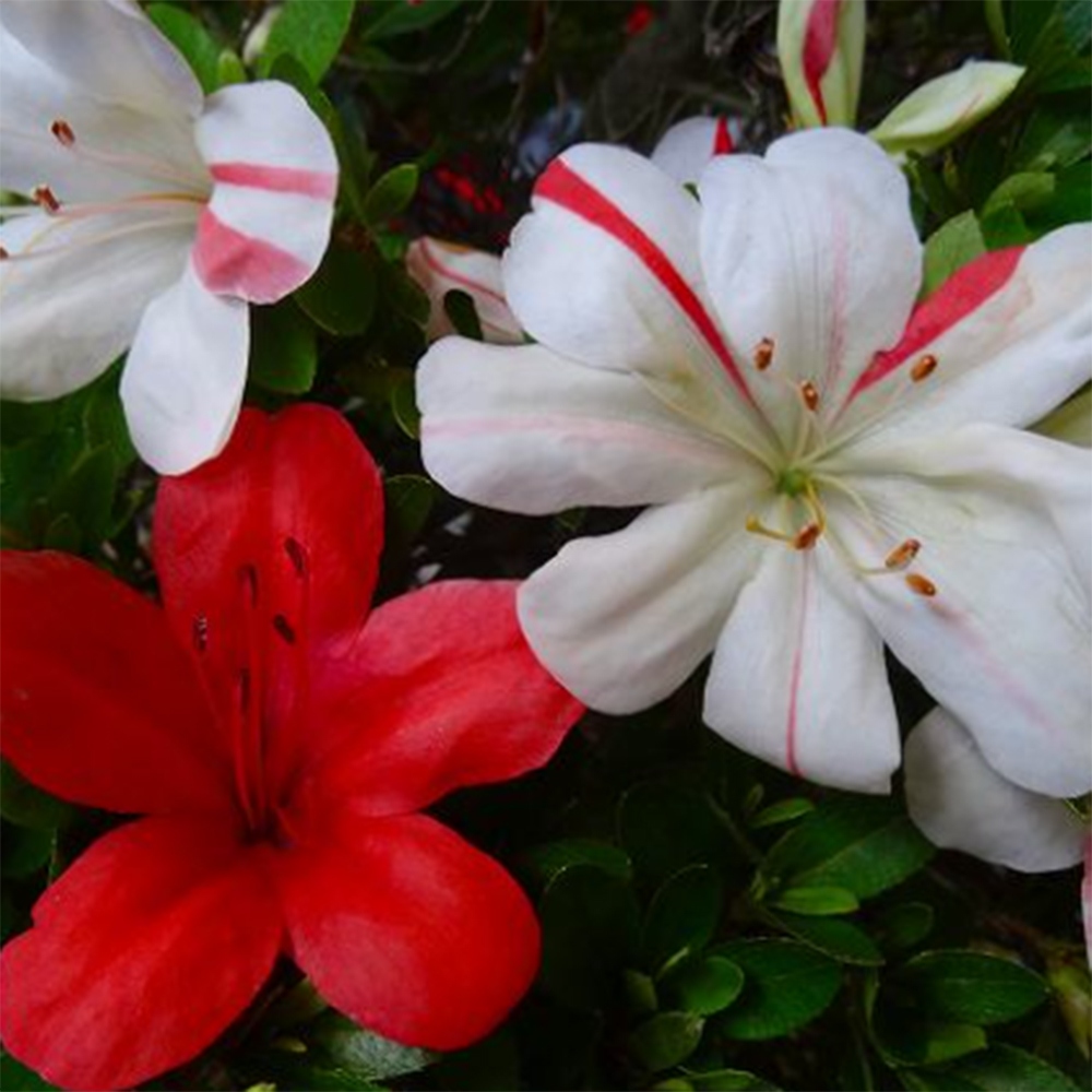 Outdoor bonsai - Japanese Azalea - Azalea Nishikie