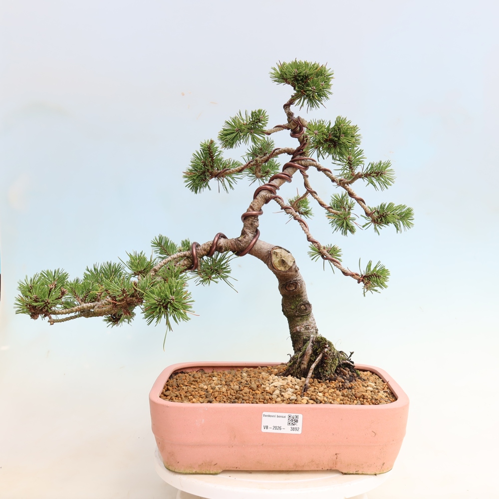 Outdoor Bonsai - Pinus mugo Humpy  - Mountain Pine