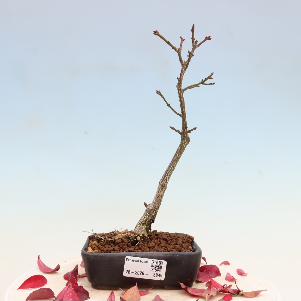 Outdoor bonsai -  Euonymus alatus comactus  - winged spindle tree
