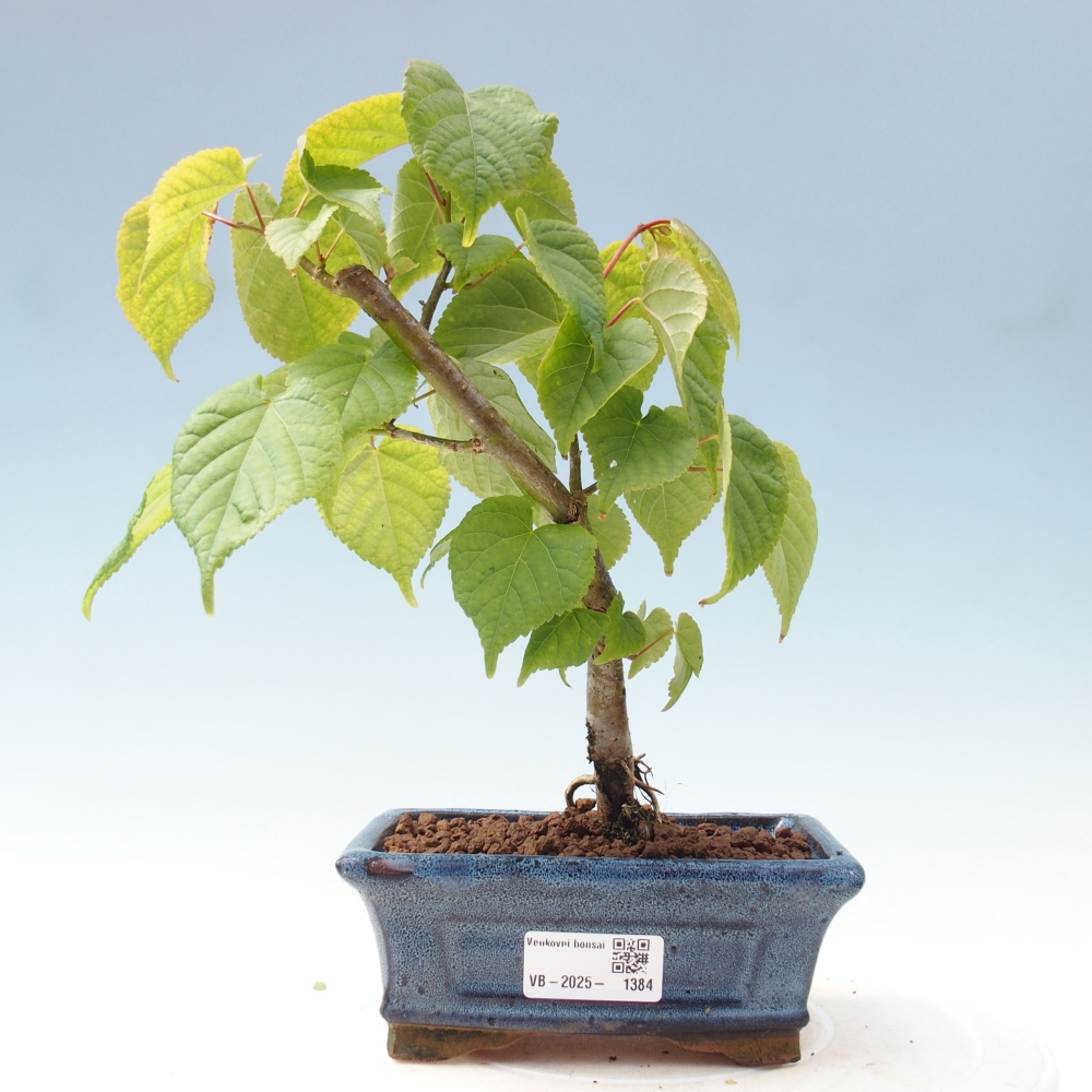 Outdoor bonsai - Linden - Tilia cordata