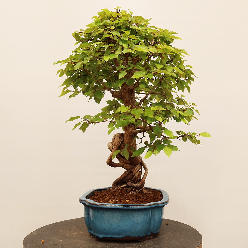 Outdoor bonsai - Carpinus Coreana - Korean hornbeam