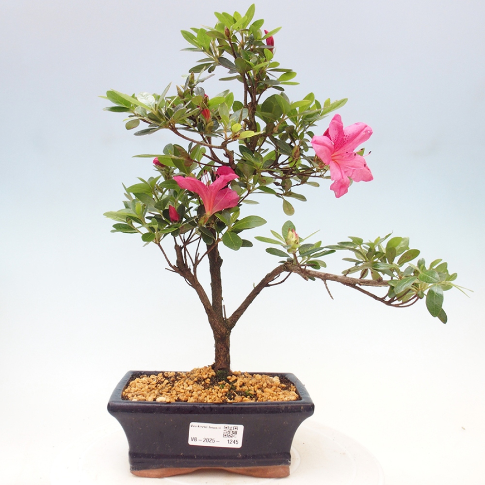 Outdoor bonsai - Japanese azalea - Azalea sp.