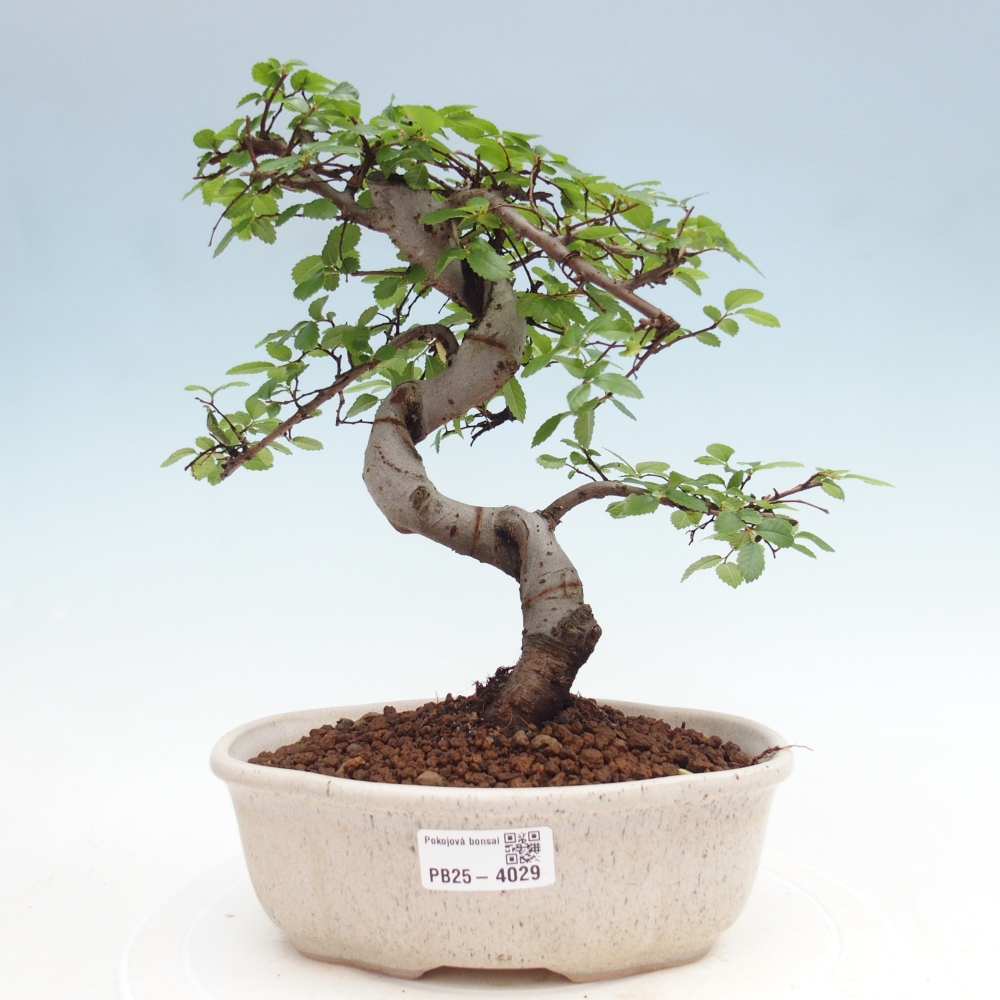 Room bonsai - Ulmus parvifolia - Small-leaved elm