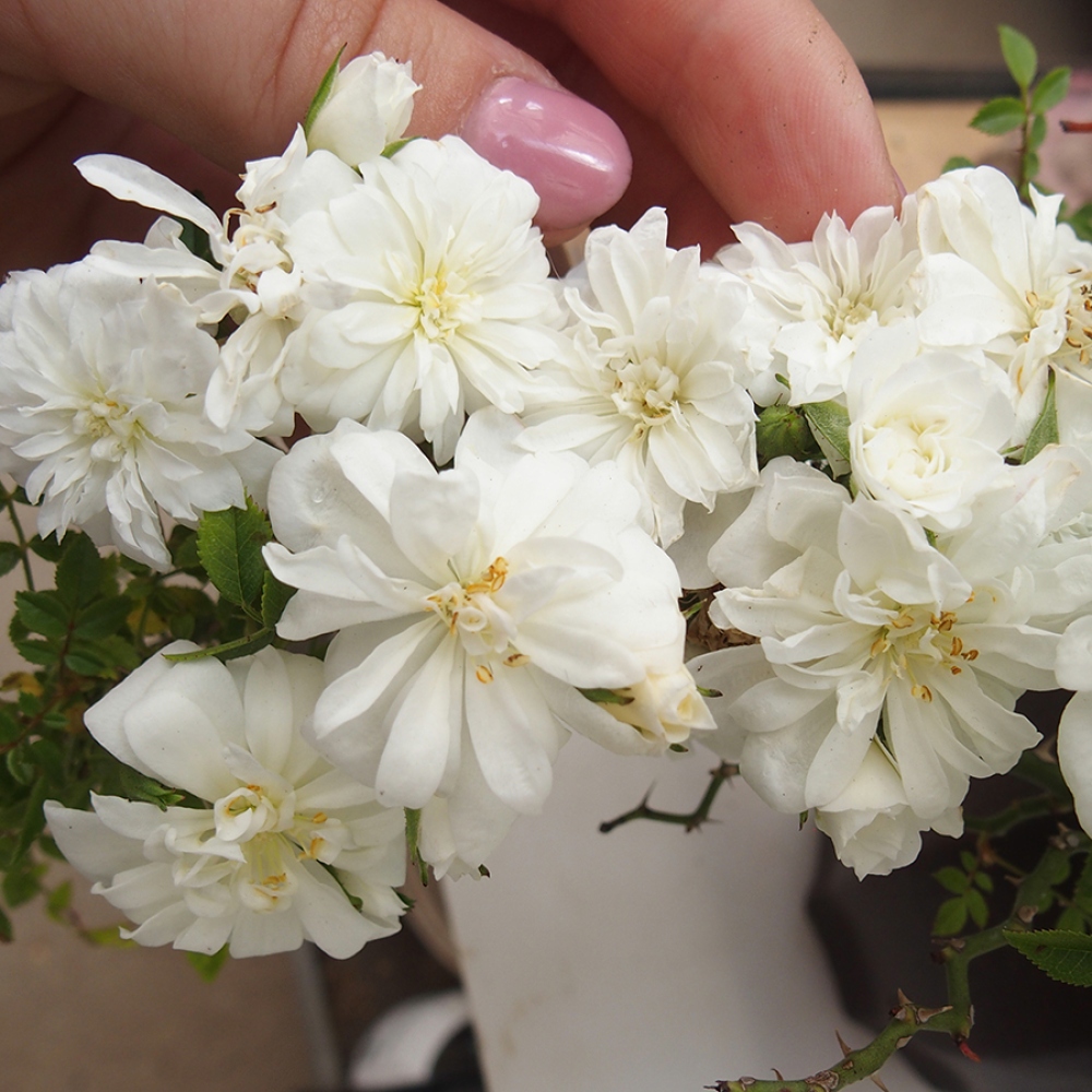 Outdoor bonsai - Rosa Sea Foam -  rose