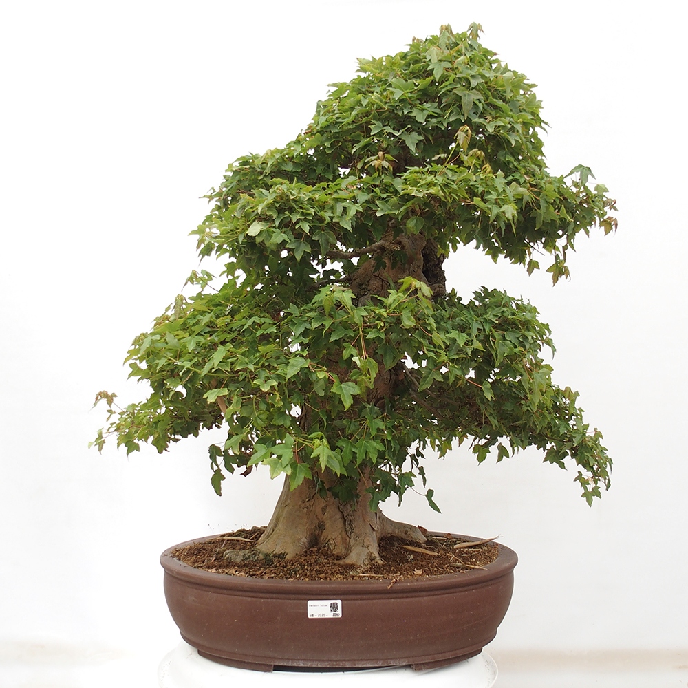 Outdoor bonsai - Maple Buergerianum - Burger Maple