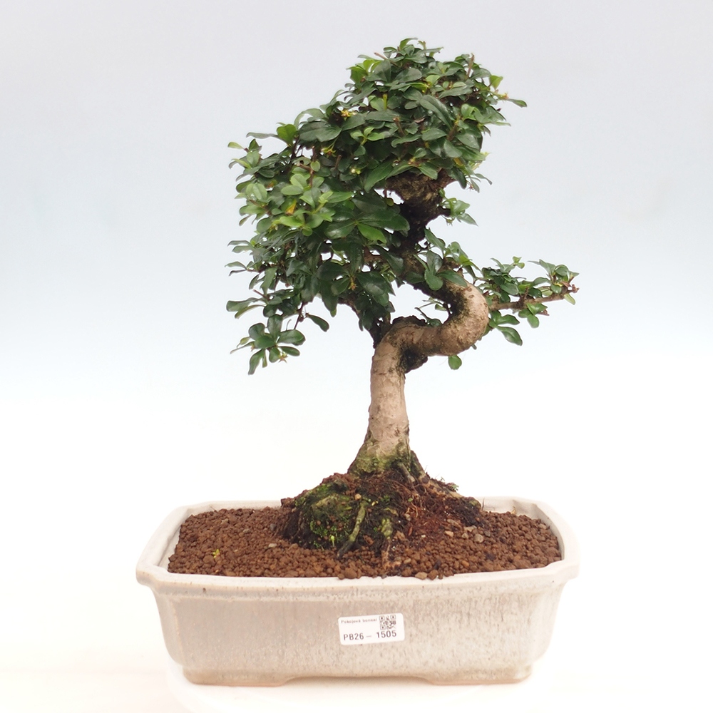 Room bonsai - Carmona macrophylla - Tea fuki