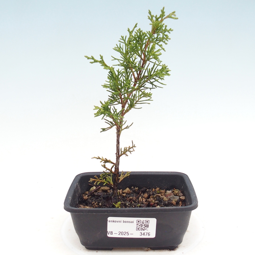 Outdoor bonsai - Juniperus chinensis Itoigawa - Chinese juniper