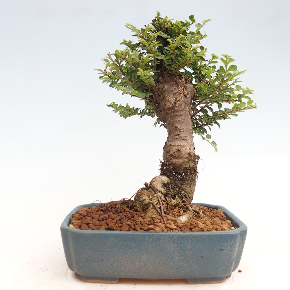 Outdoor bonsai - Ulmus parvifolia Hokkaido - Chinese elm