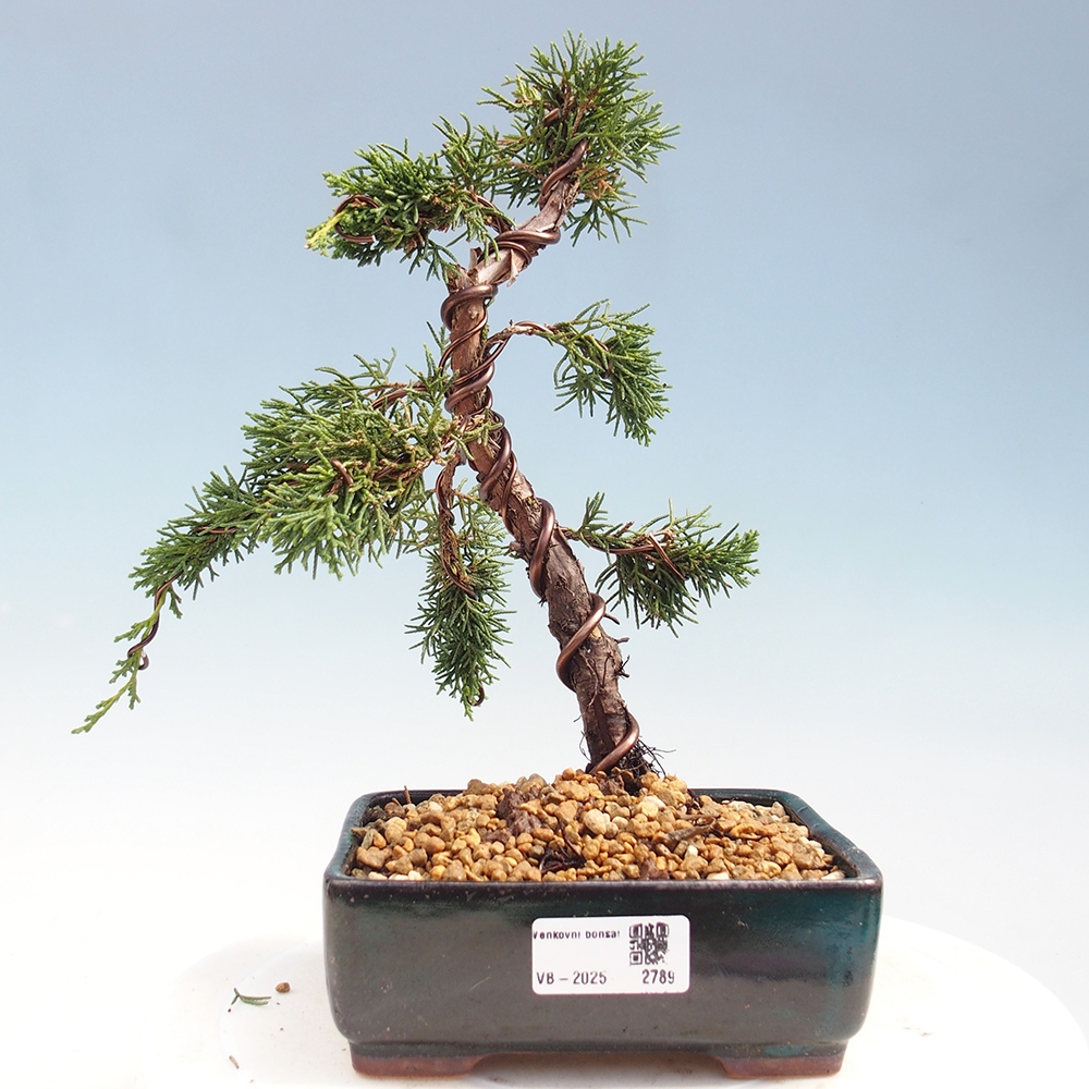 Outdoor bonsai - Juniperus chinensis Kishu - Chinese Juniper