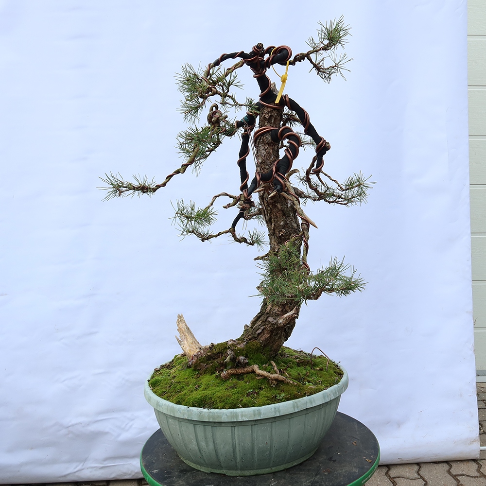 Pinus sylvestris Spain - Scots pine