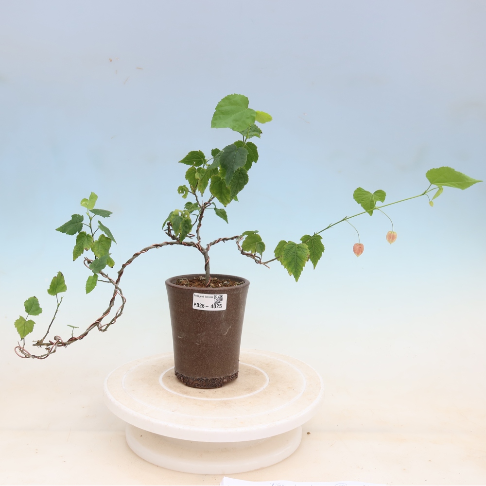 Indoor bonsai - Abutilon Big Bell - Cloudberry