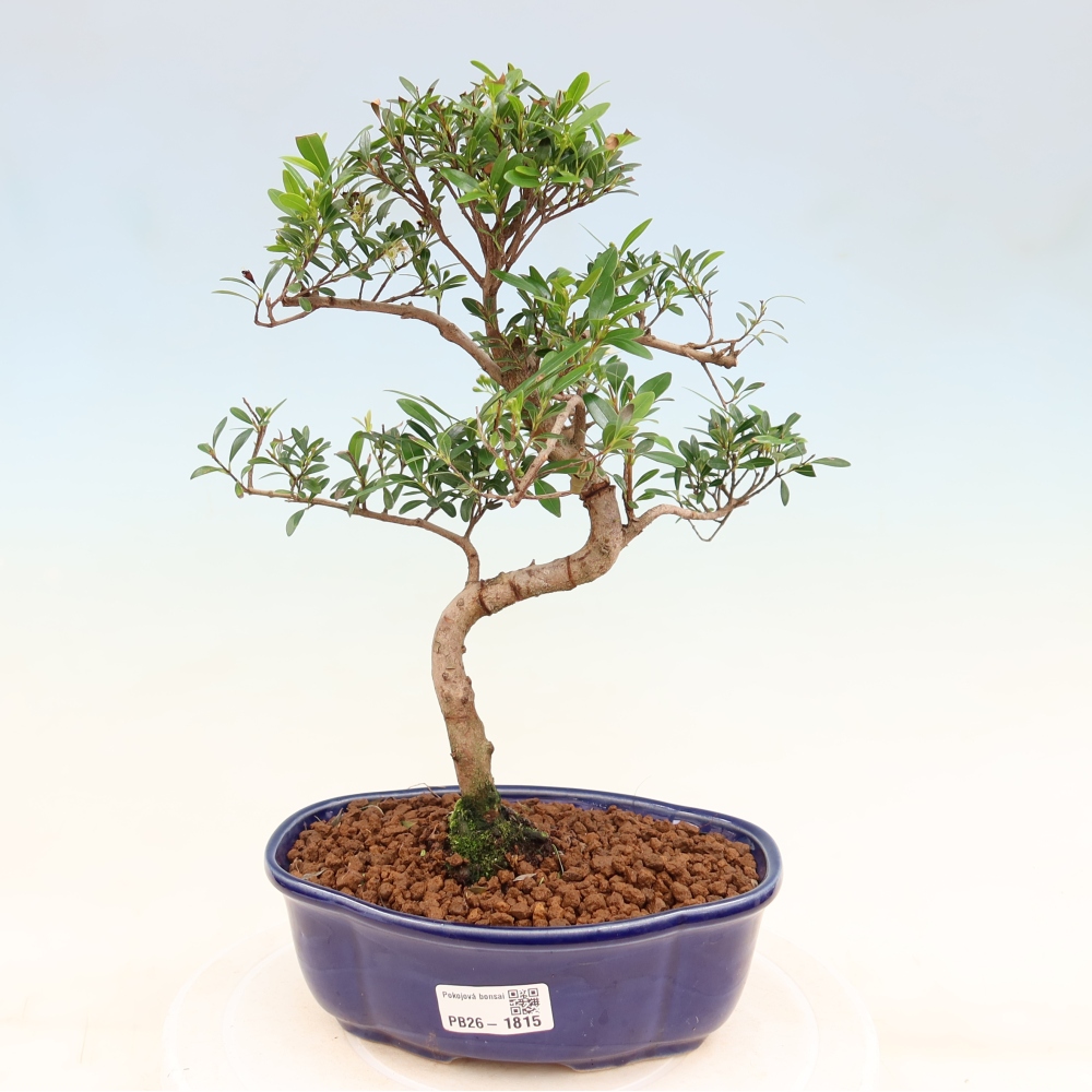 Room bonsai - Syzygium - Pimento