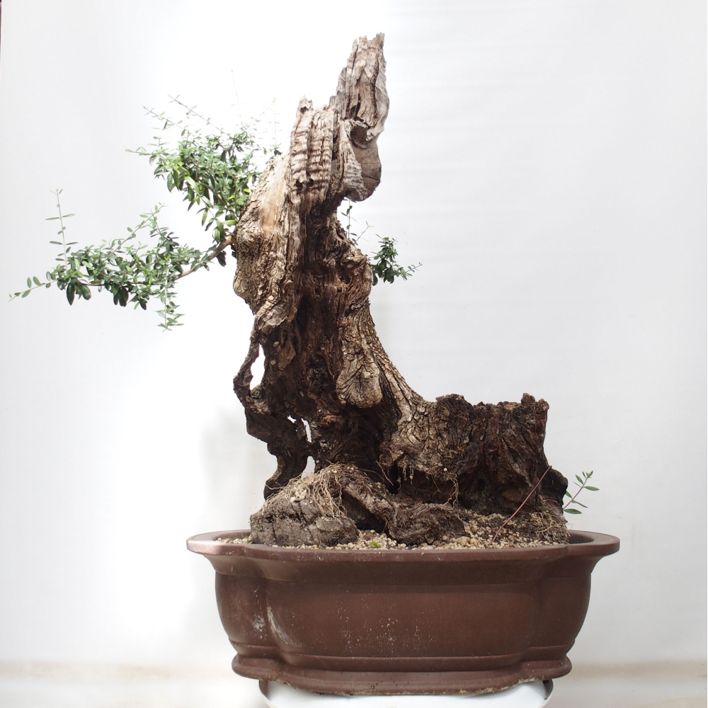 Indoor bonsai - Olea europaea sylvestris - European small-leaved olive oil