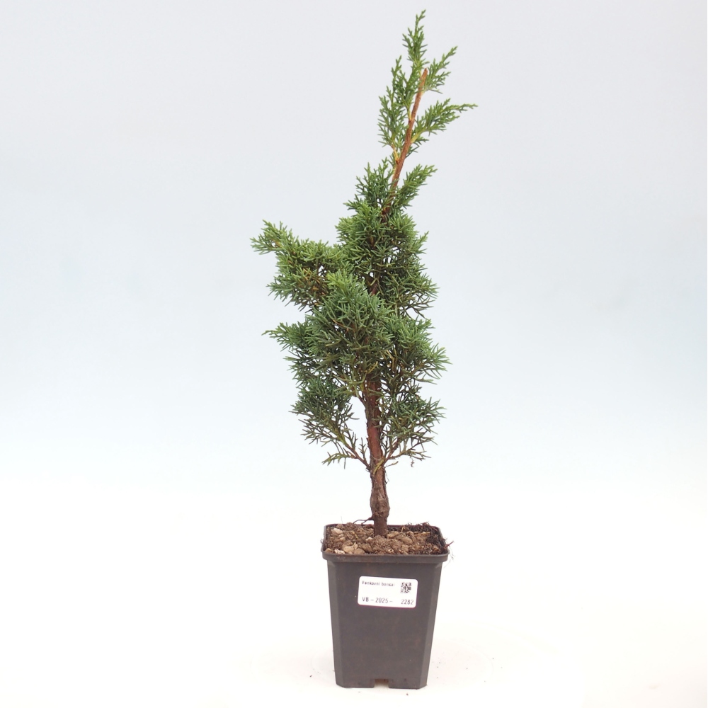 Outdoor bonsai - Juniperus chinensis Kishu - Chinese juniper