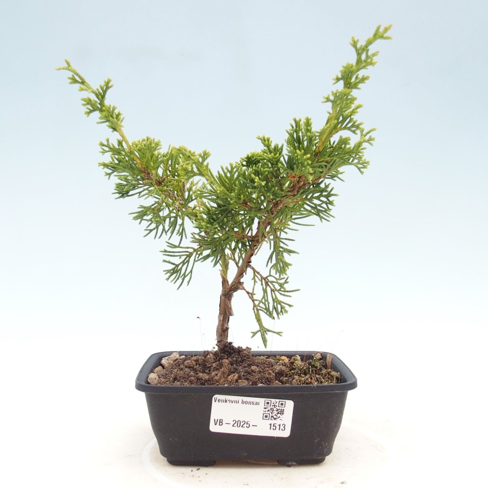 Outdoor bonsai - Juniperus chinensis Itoigawa - Chinese juniper