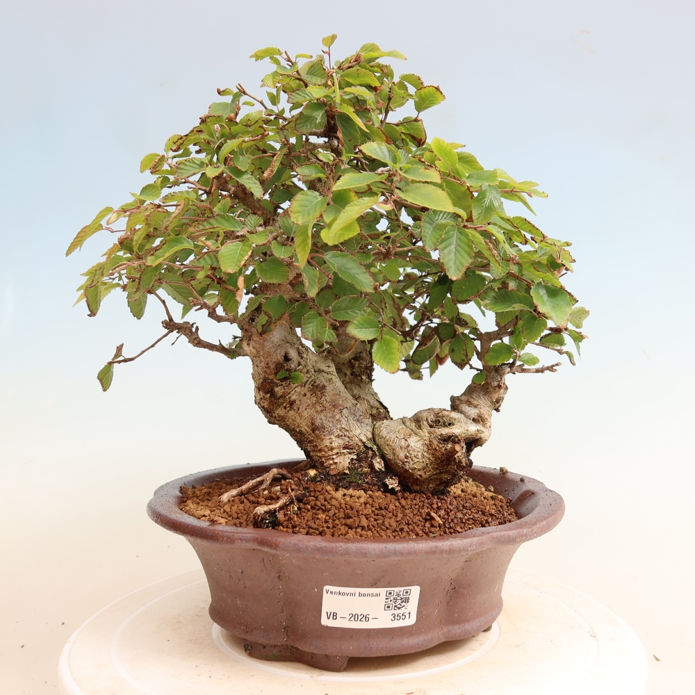 Outdoor bonsai -Carpinus CARPINOIDES - Korean Hornbeam