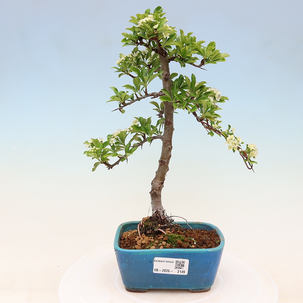 Outdoor Bonsai - Pyracantha teton - Scarlet Firethorn