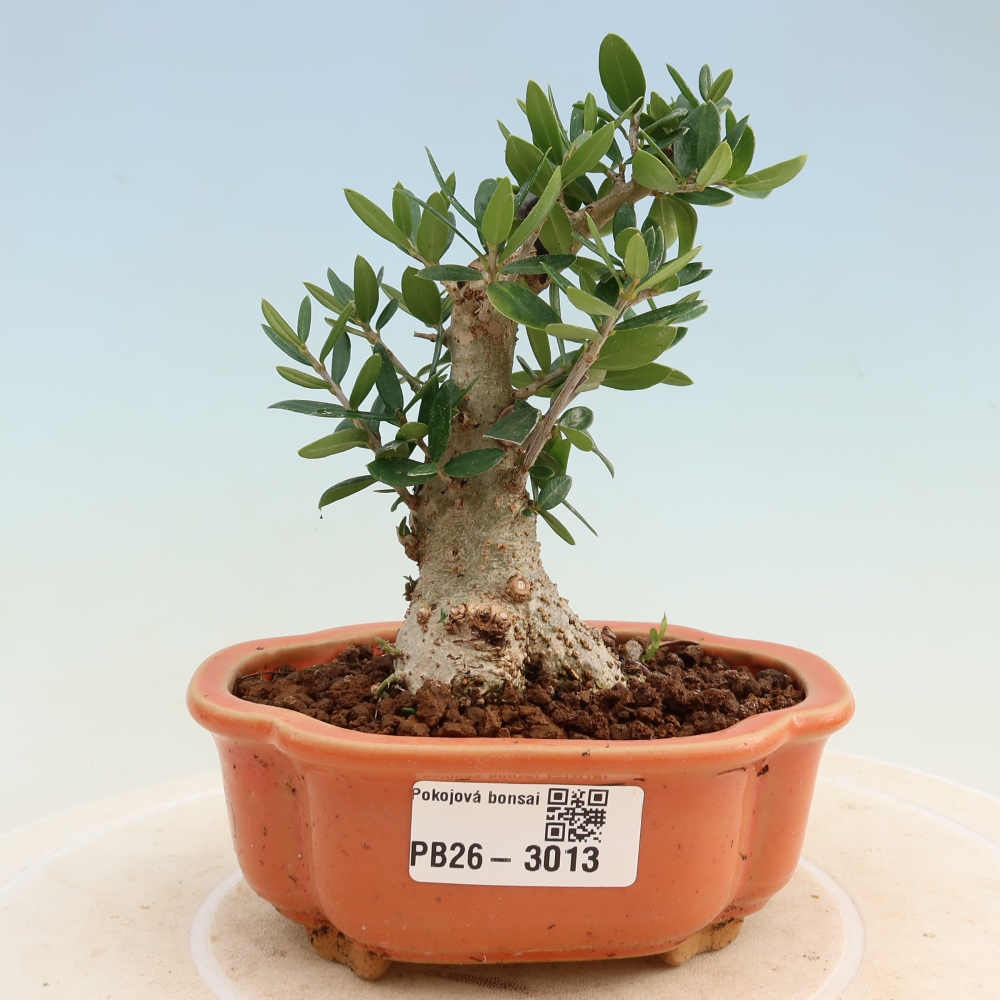 Indoor bonsai - Olea europaea sylvestris