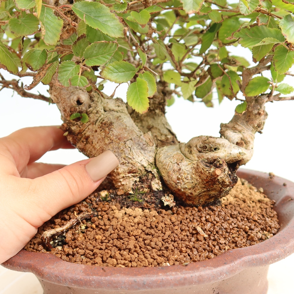 Outdoor bonsai -Carpinus CARPINOIDES - Korean Hornbeam