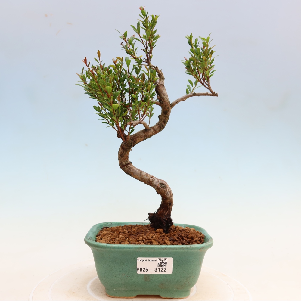 Room bonsai - Syzygium - Pimento