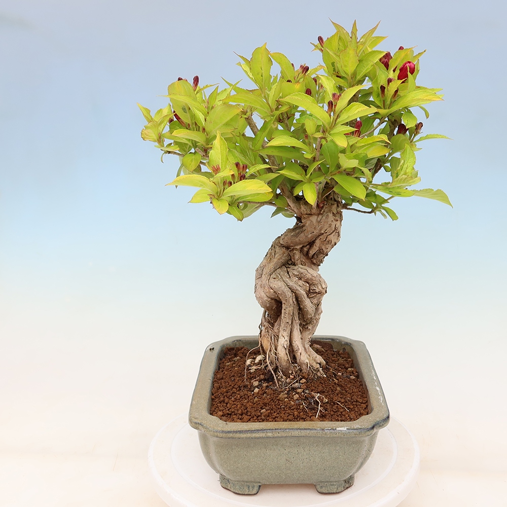 Outdoor Bonsai - Weigela subsessilis - Korean Weigela