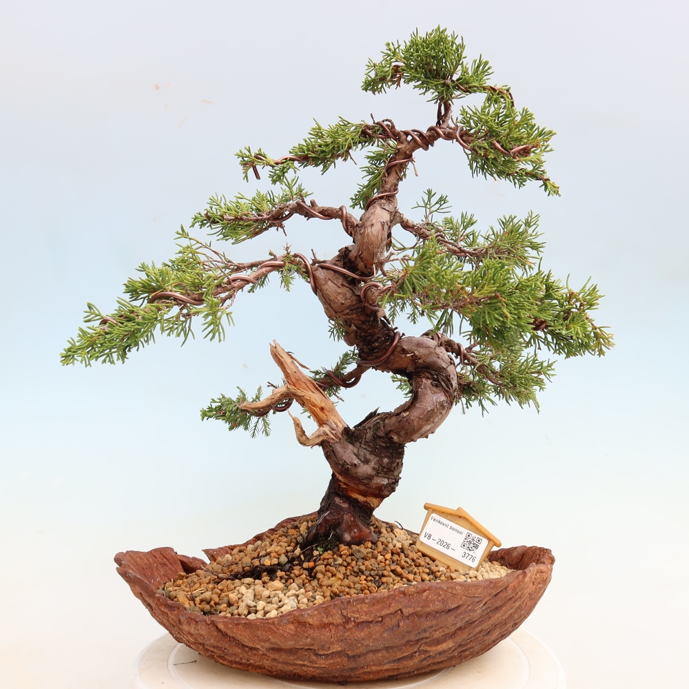 Outdoor Bonsai - Juniperus chinensis Itoigawa - Chinese Juniper