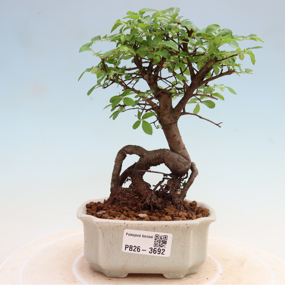 Room bonsai - Ulmus parvifolia - Small-leaved elm