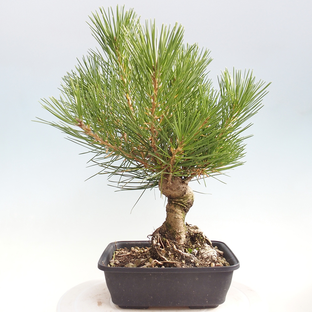 Outdoor bonsai - Pinus thunbergii - Thunberg pine