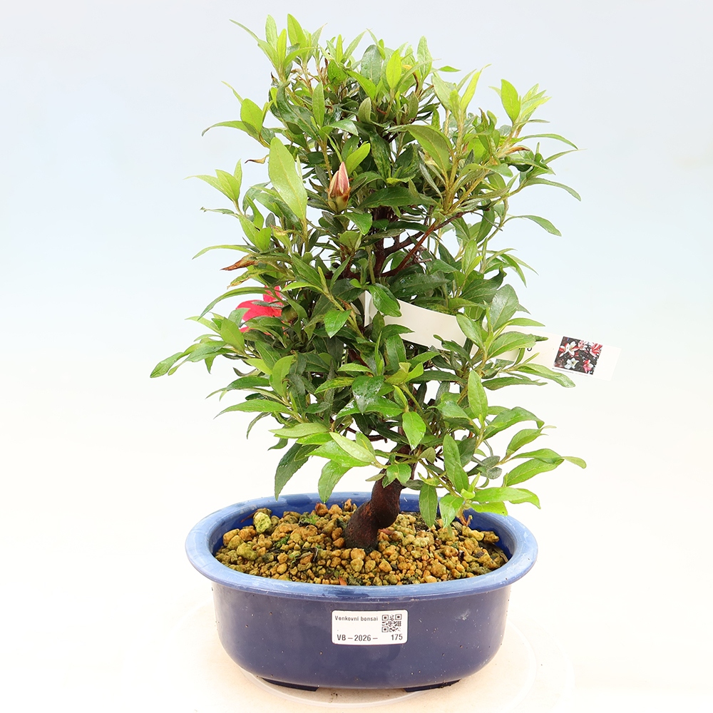 Outdoor bonsai - Japanese azalea - Azalea CHIHIRO