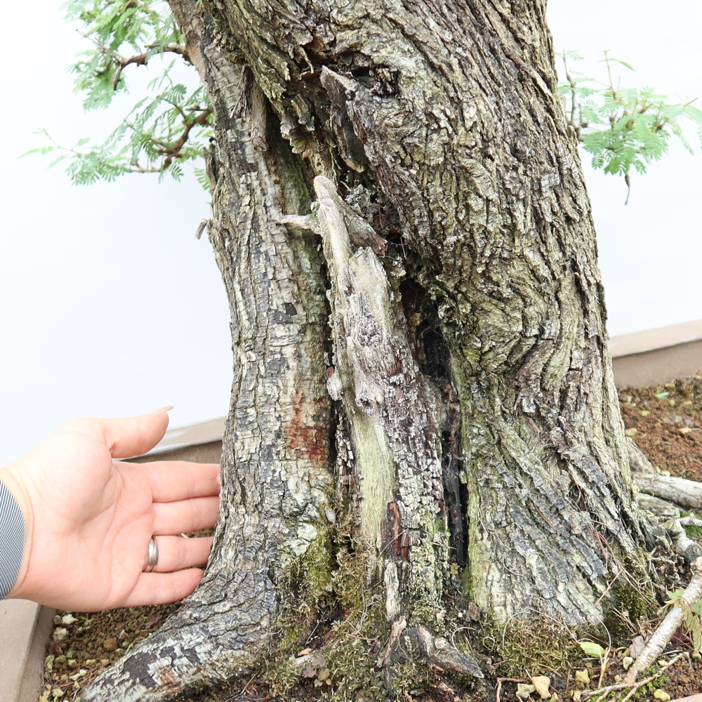 Indoor Bonsai - Acacia Arabica