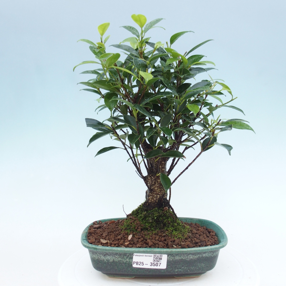 Room bonsai - Ficus retusa - small-leaved ficus
