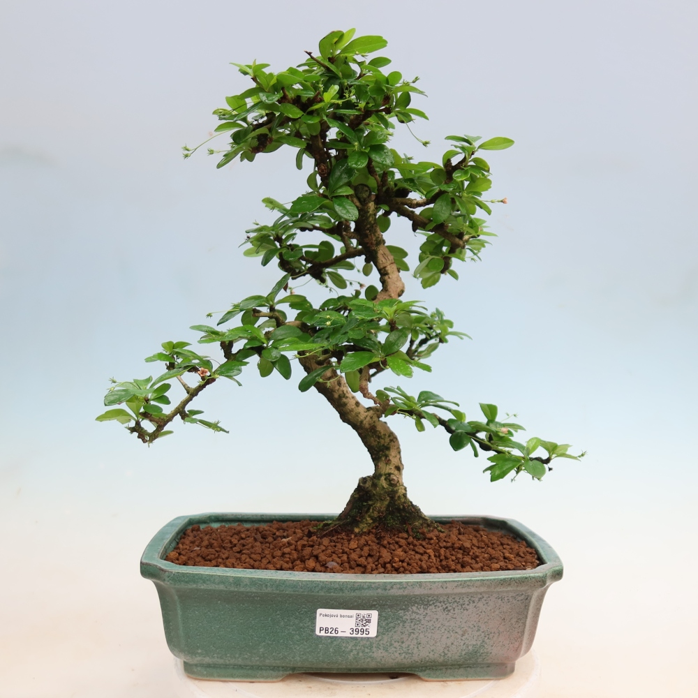 Room bonsai - Carmona macrophylla - Tea fuki