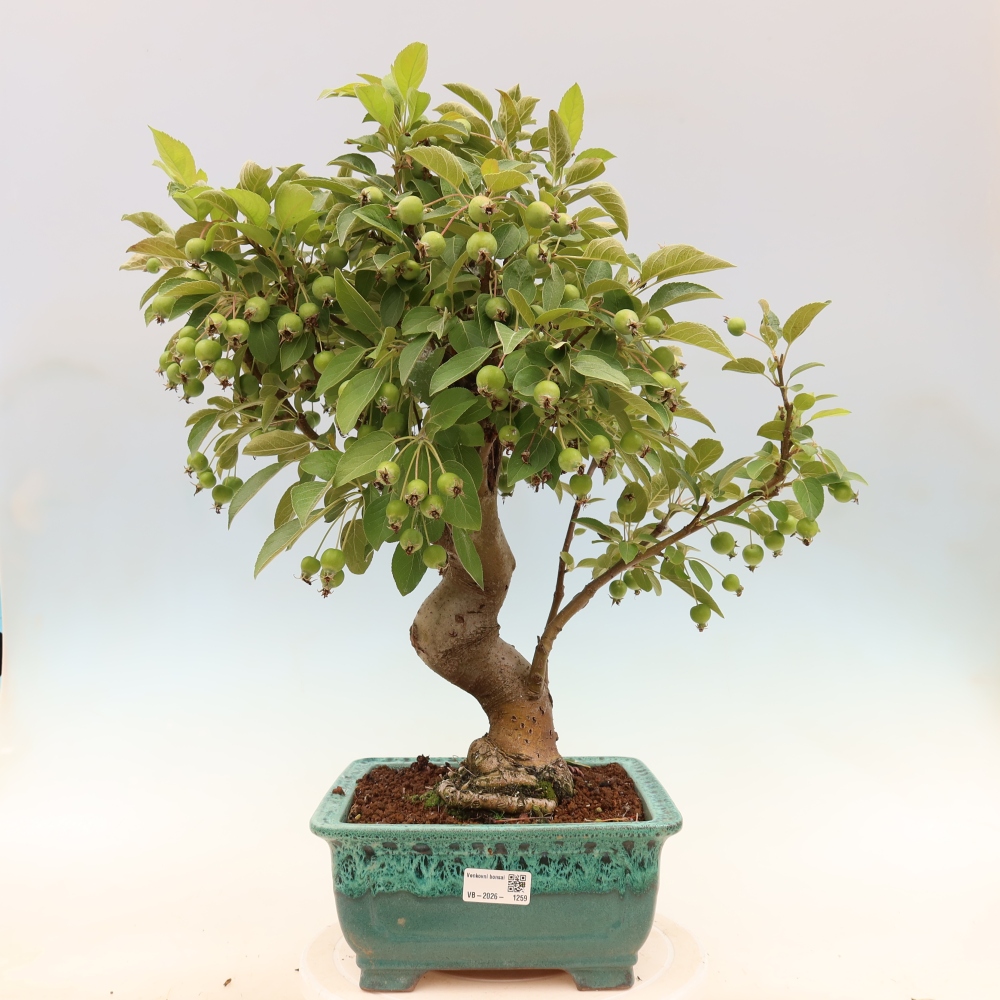 Outdoor bonsai -Malus halliana - Small-fruited apple tree