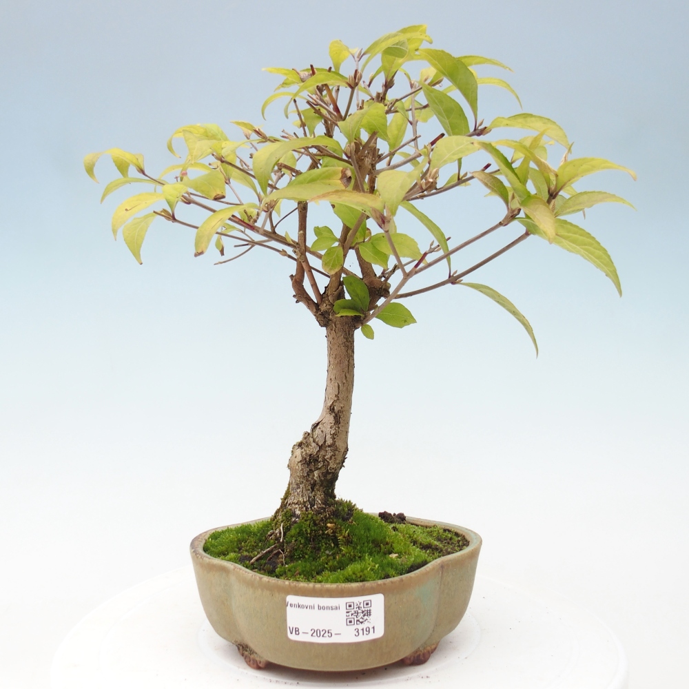 Outdoor bonsai - callicarpa jap Leucocarpa