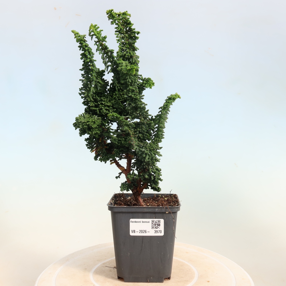 Outdoor bonsai - Cham. obtusa SEKKA HINOKI - Cypress