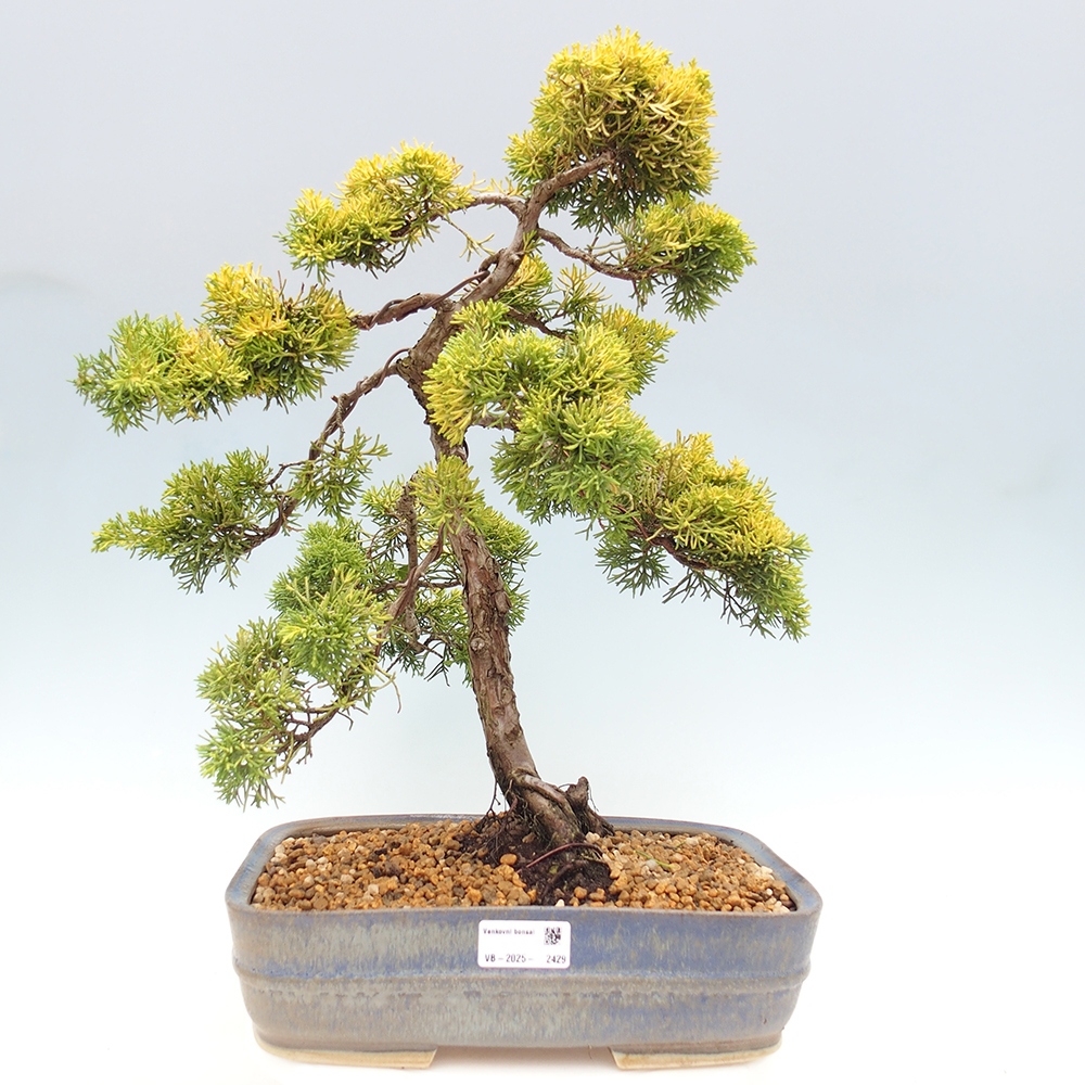 Outdoor bonsai - Juniperus chinensis plumosa aurea - Chinese golden juniper