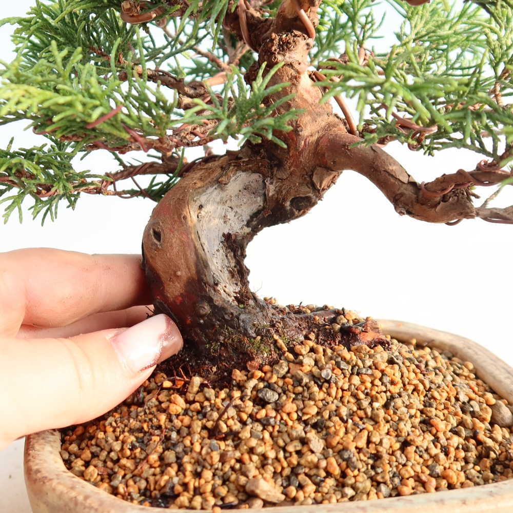 Outdoor bonsai - Juniperus chinensis Itoigawa - Chinese juniper