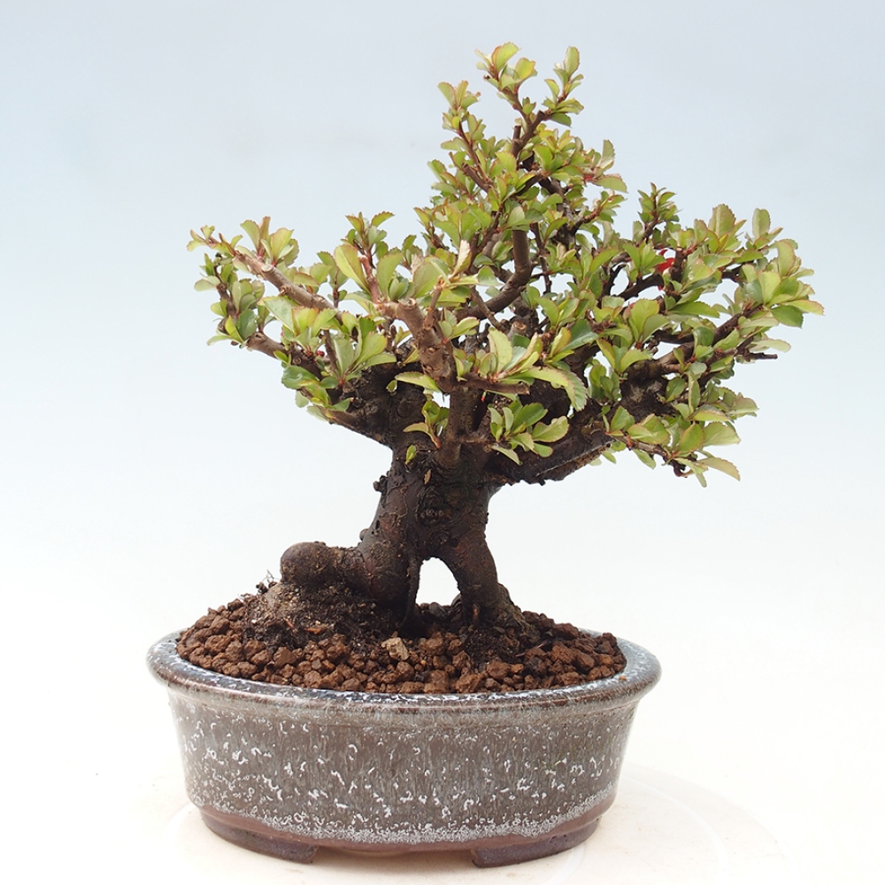 Outdoor bonsai - Chaneomeles speciosa - Quince