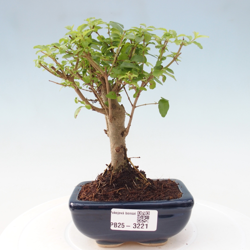 Room bonsai -Ligustrum chinensis - Birds Beak