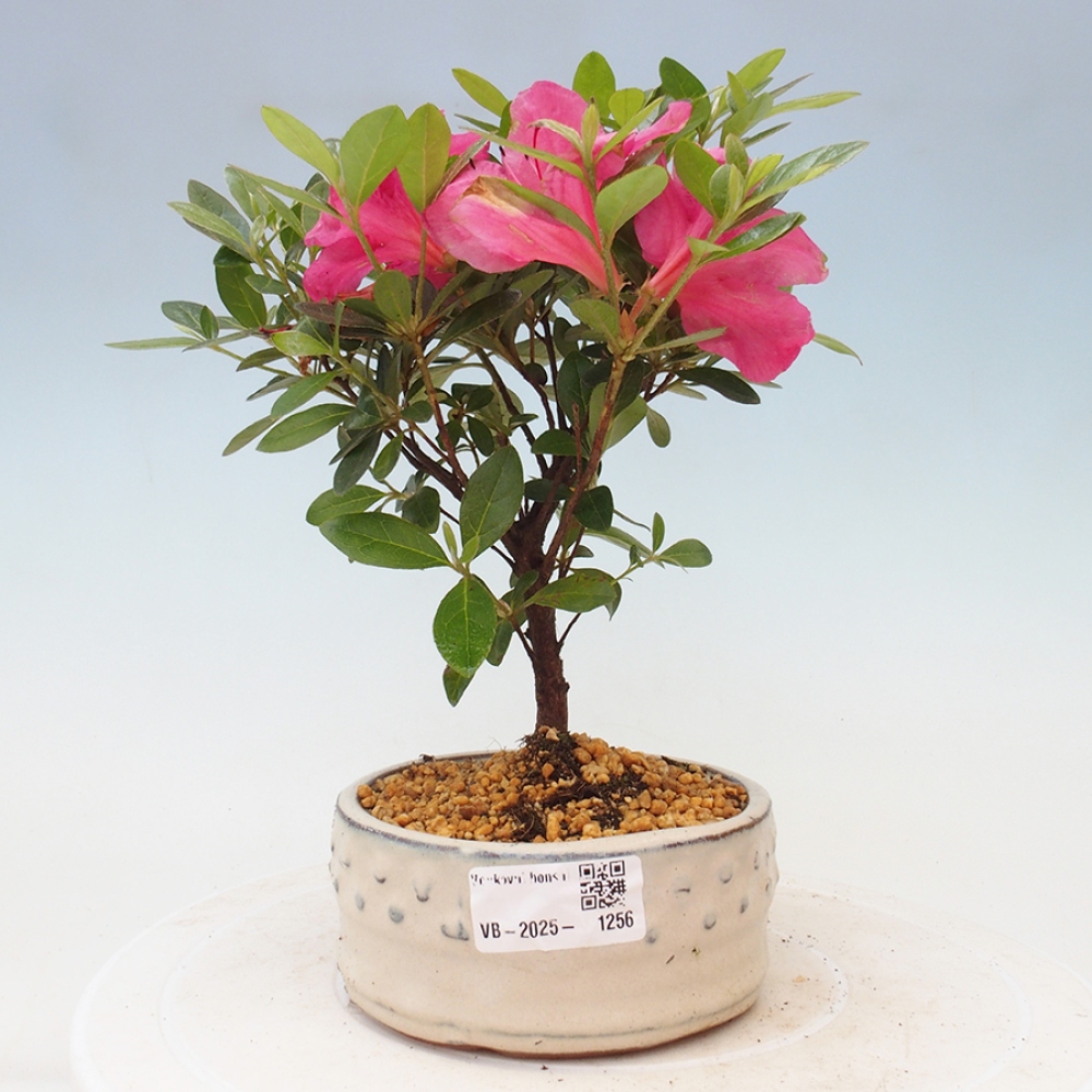 Outdoor bonsai - Japanese azalea - Azalea sp.