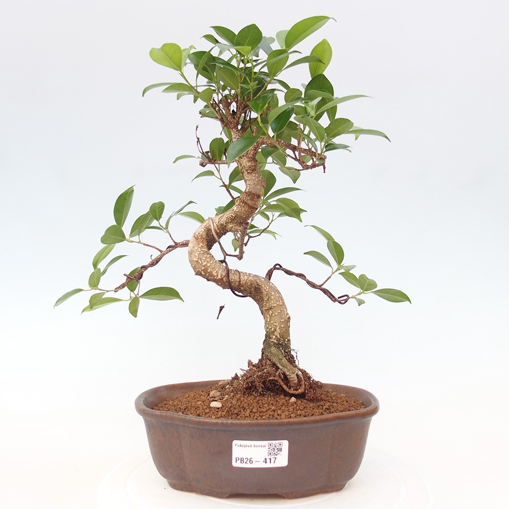 Room bonsai - Ficus retusa - small-leaved ficus