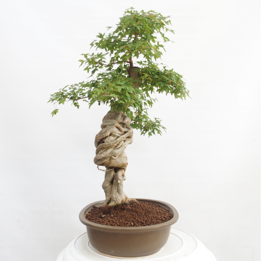 Outdoor bonsai - Maple Buergerianum - Burger Maple