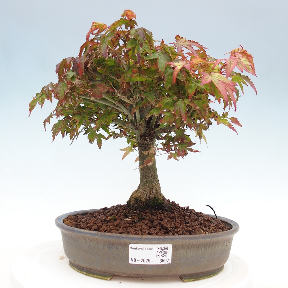 Acer palmatum KIOHIME - Palmetto maple