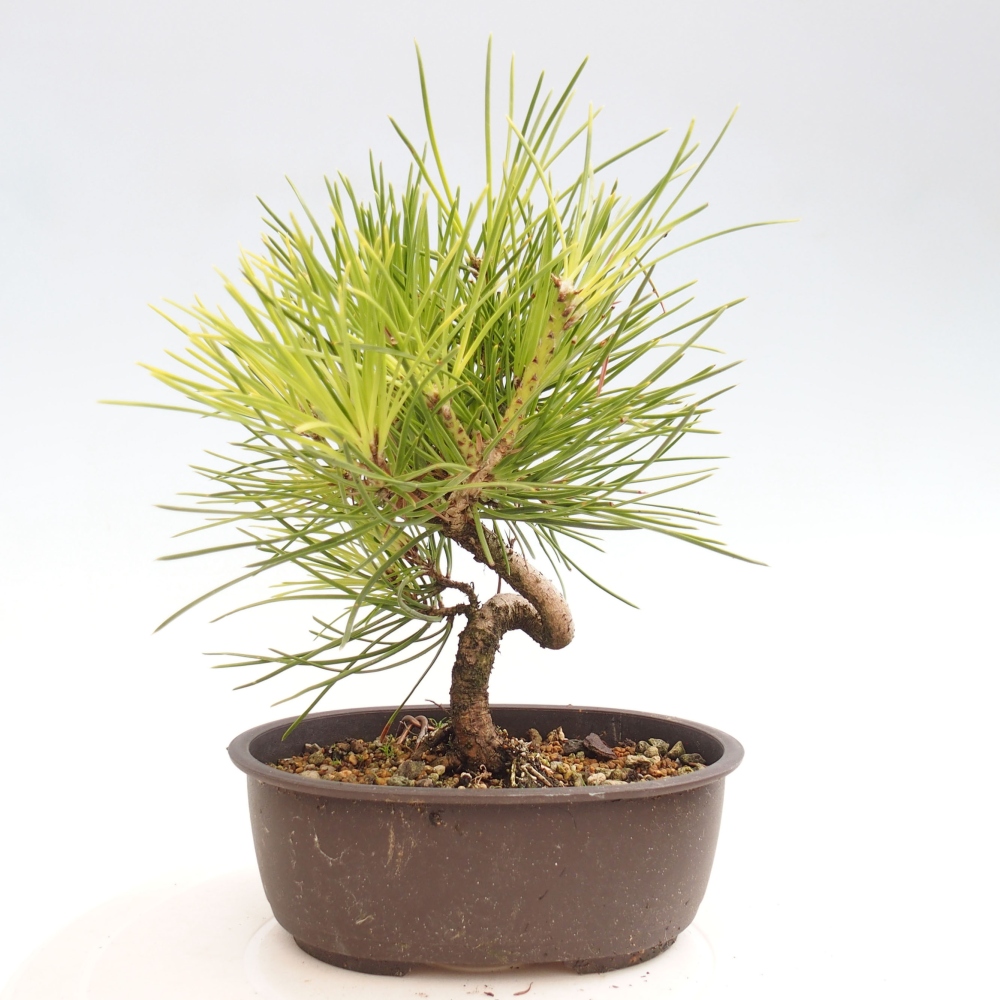 Outdoor bonsai - Pinus thunbergii - Thunbergia pine