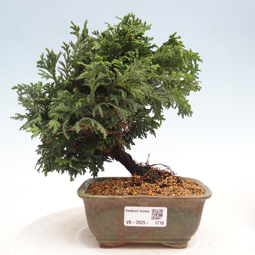 Outdoor bonsai - Cham.pis Parslori - Cypress