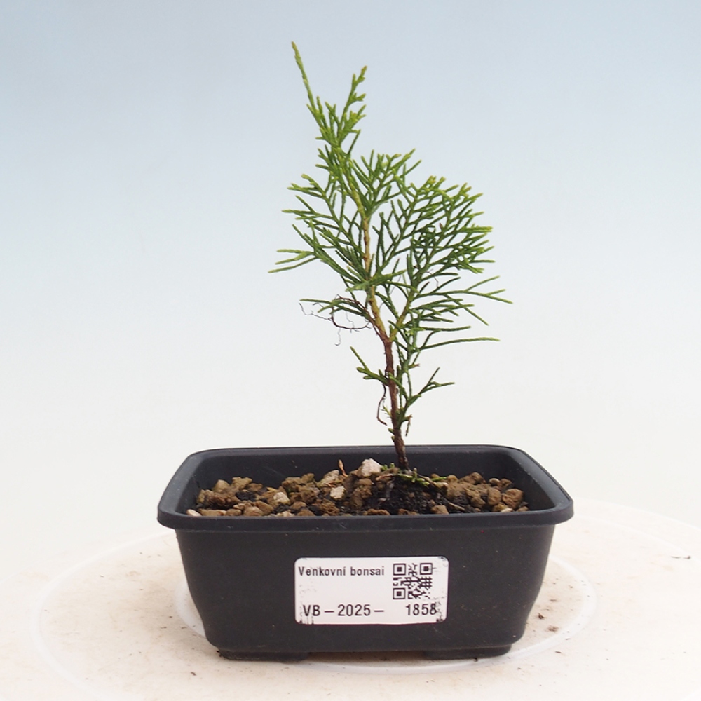 Outdoor bonsai - Juniperus chinensis Itoigawa - Chinese juniper