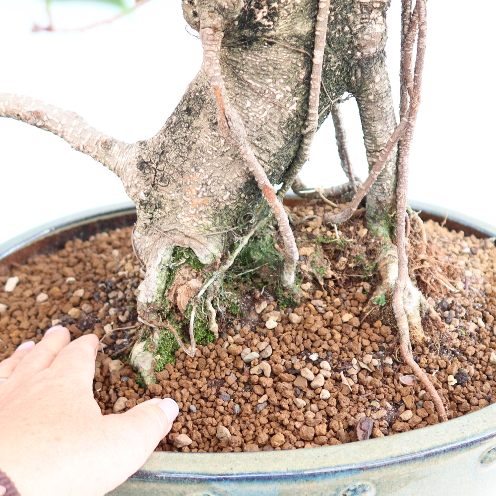 Room bonsai - Ficus kimmen - small-leaved ficus